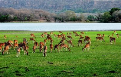 Ranthambore Wildlife