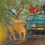Gypsy Safari Ranthambore